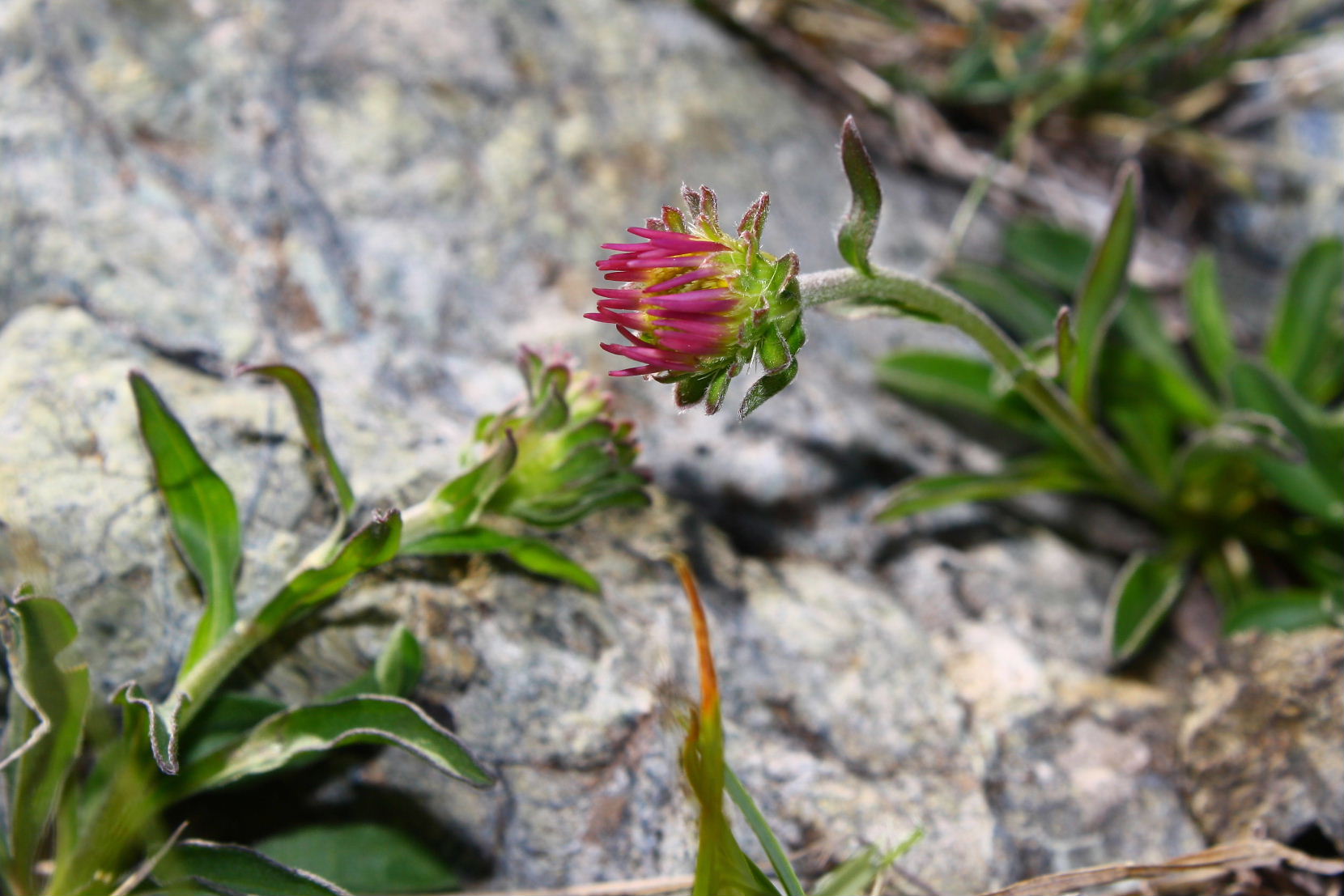 Aster alpinus / Astro alpino